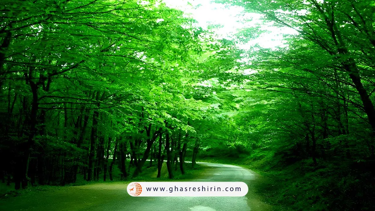 طبیعت سبز جنگل بلگراد 