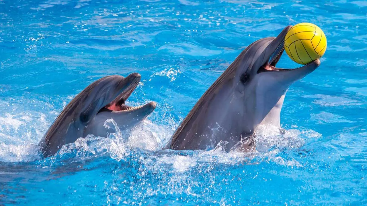 دلفین های باهوش کیش