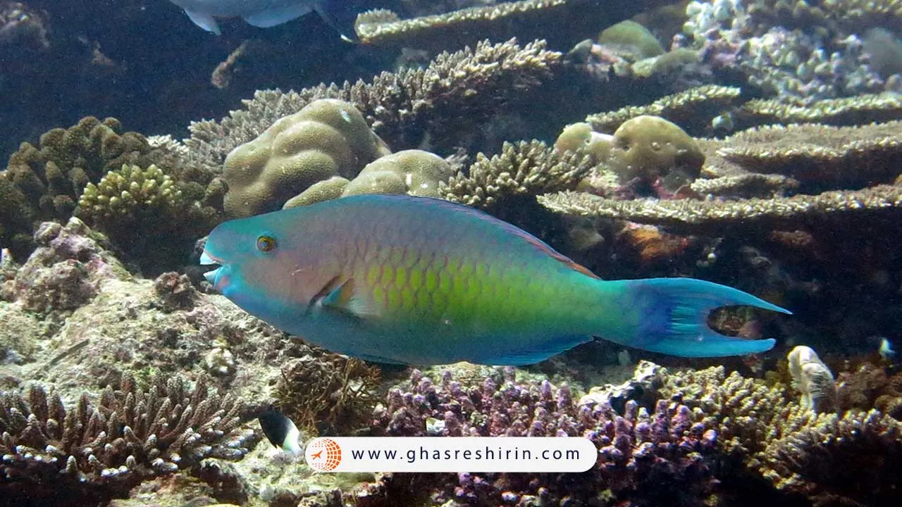 طوطی‌ماهی‌های مالدیو