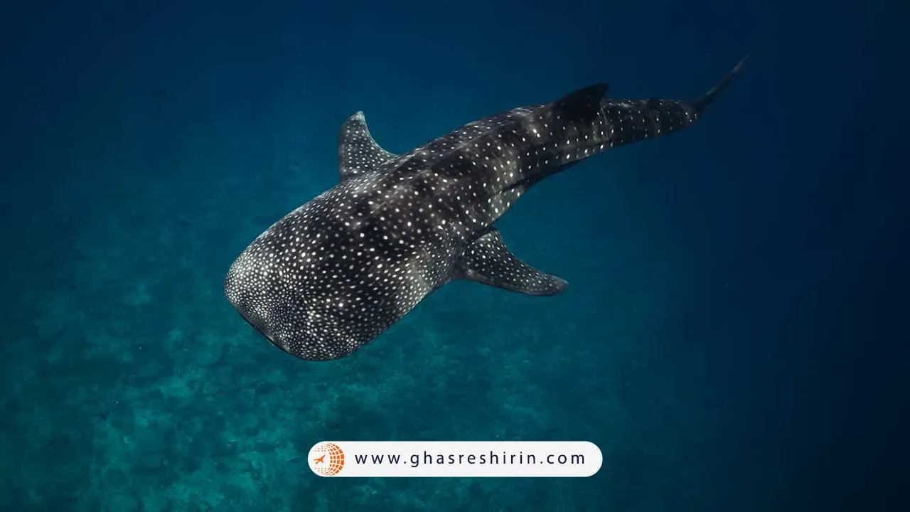 بزرگترین ماهی جهان یعنی کوسه نهنگ در مالدیو