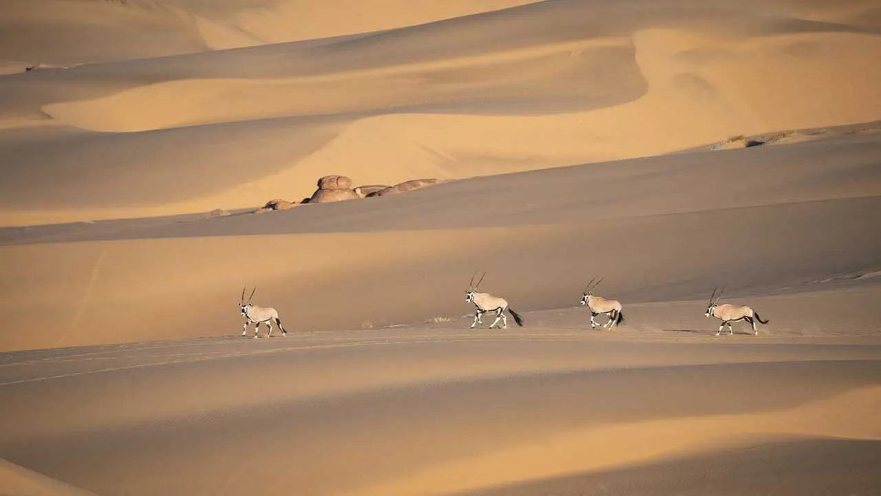 تفاوت کویر و بیابان