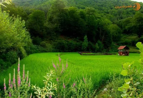 جنگلهای دوهزار و سه هزار تنکابن