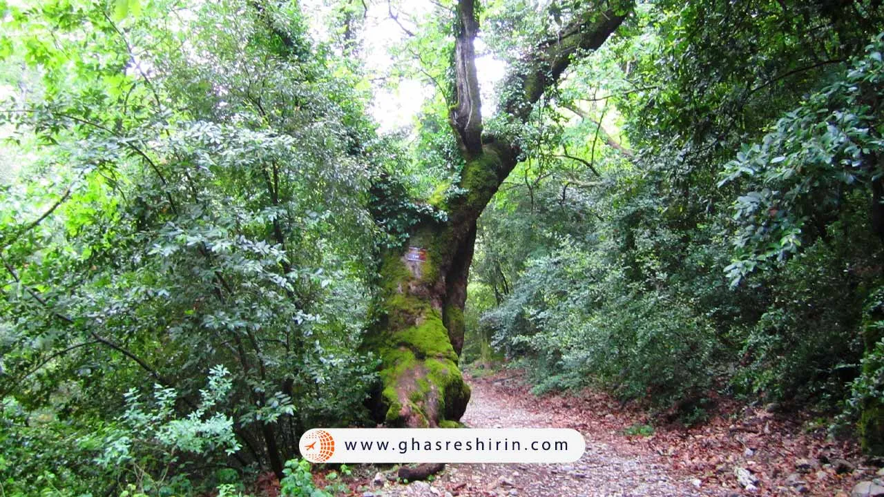 پارک ملی شبهجزیره دیلک