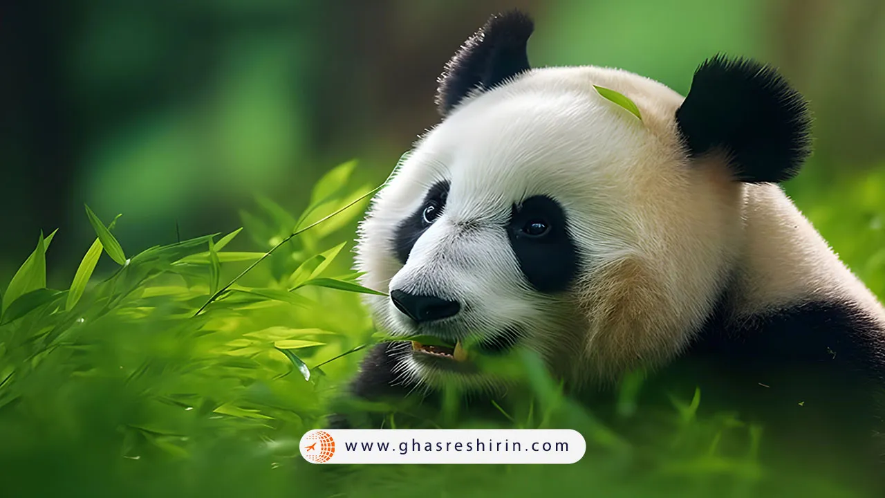 عجایب کشور چین Panda