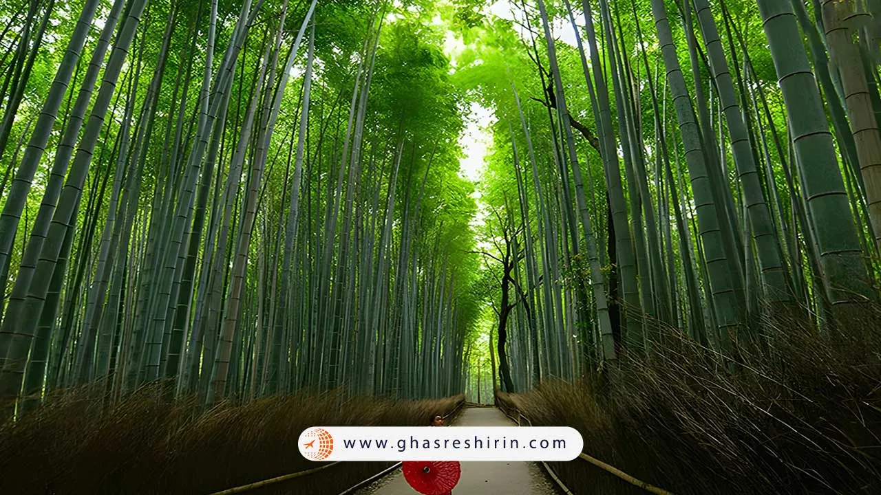 جنگل بامبو در ژاپن