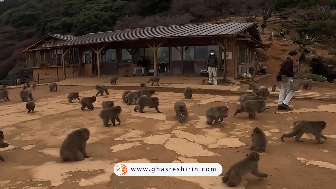 پارک میمون‌ های ایواتایاما (Iwatayama Monkey Park)