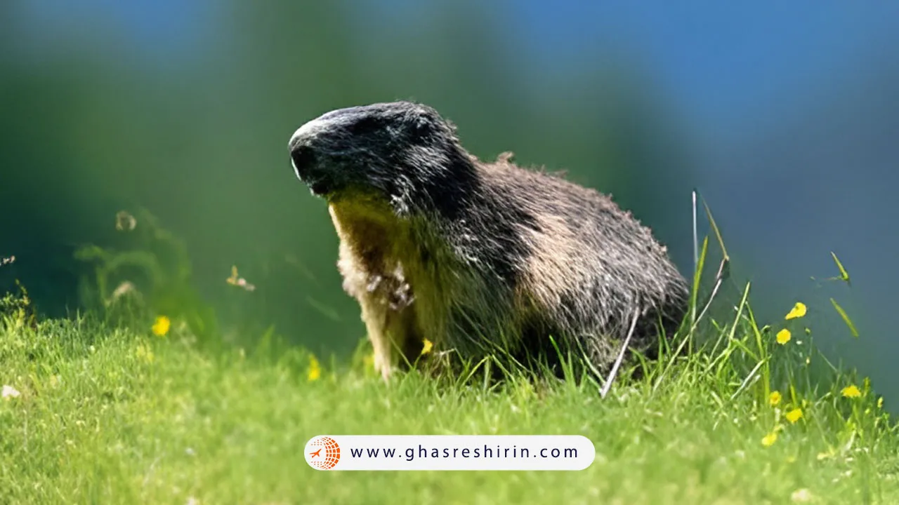 حیوانات پارک ملی سوئیس