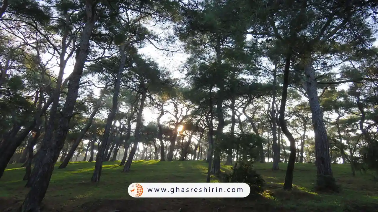 جنگل کاج بیوک آدا