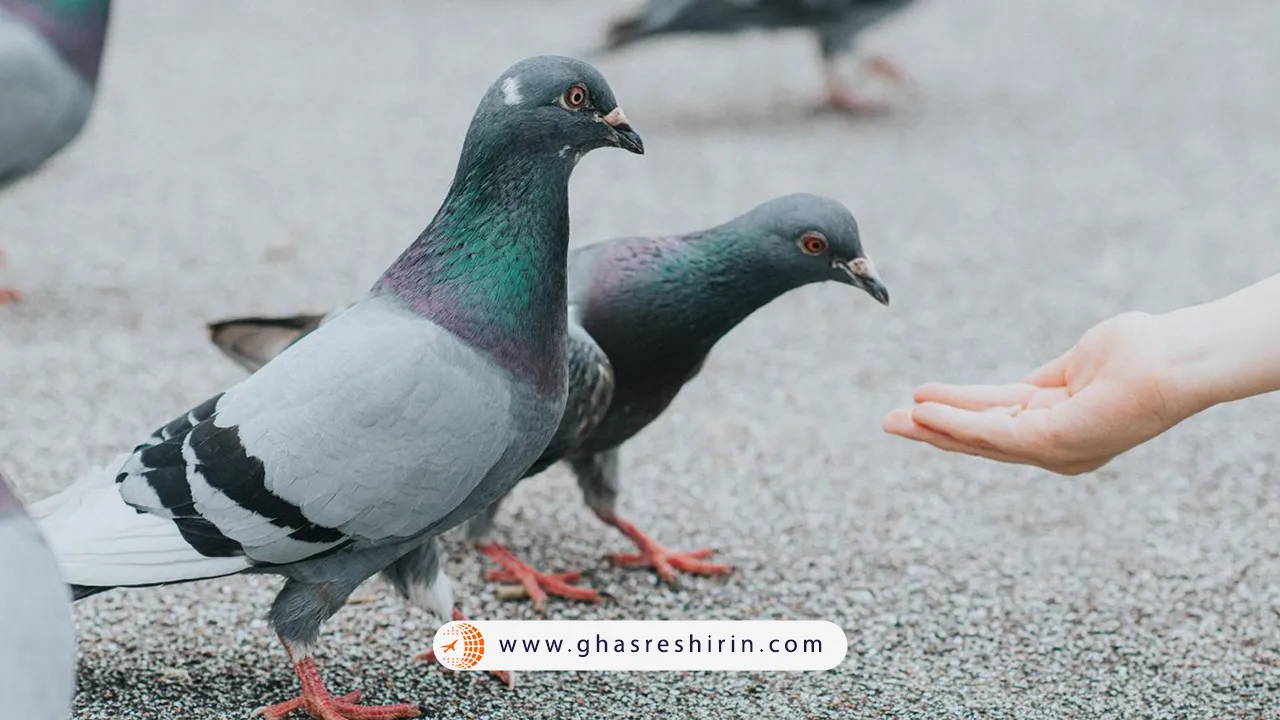 قوانین عجیب ایتالیا