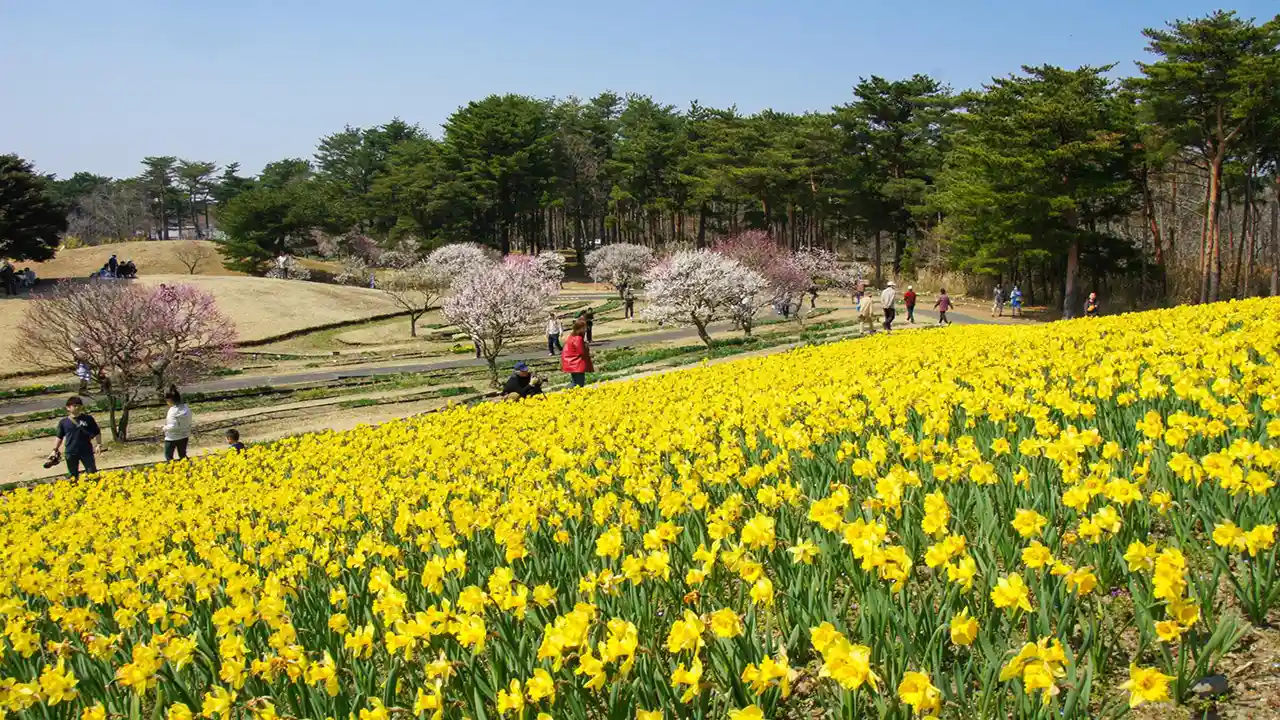 پارک هیتاچی ژاپن