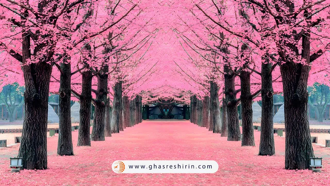 پیاده‌ روی در میان تونل‌ های شکوفه گیلاس کره جنوبی