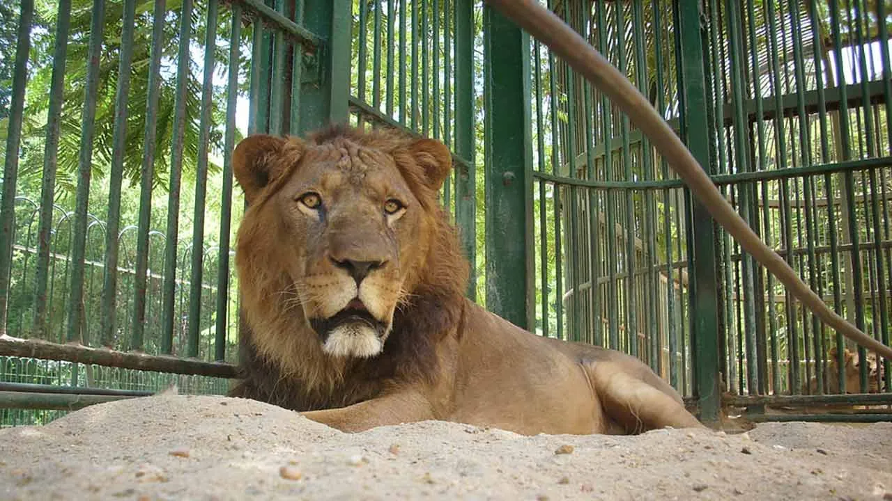 باغ وحش ارم