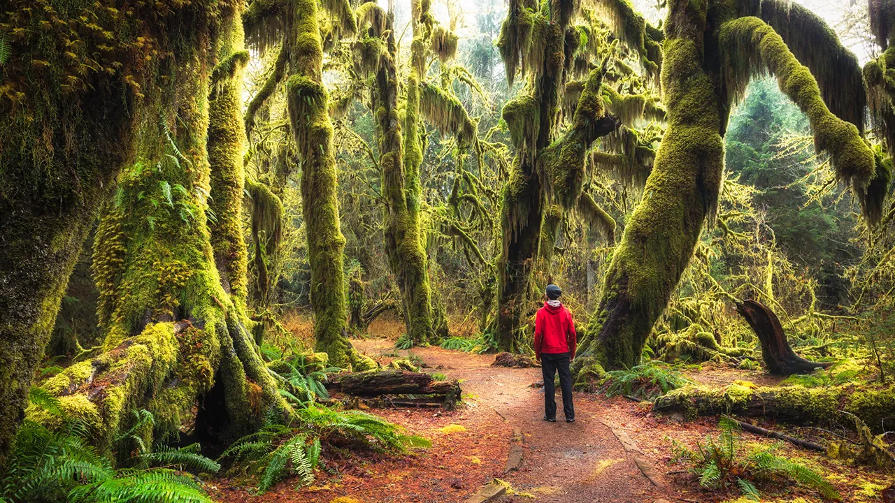 زیباترین جنگل های جهان