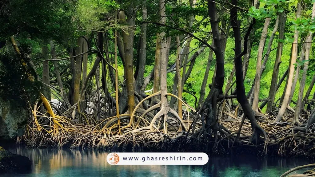 Qeshm Mangrove Forest