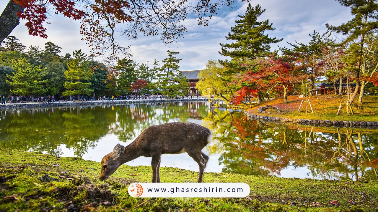 جاهای دیدنی نارا ژاپن