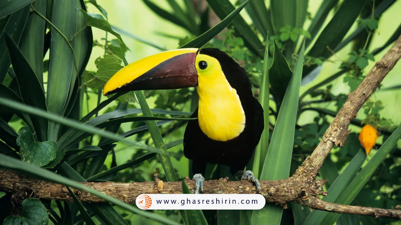 جنگل امازون