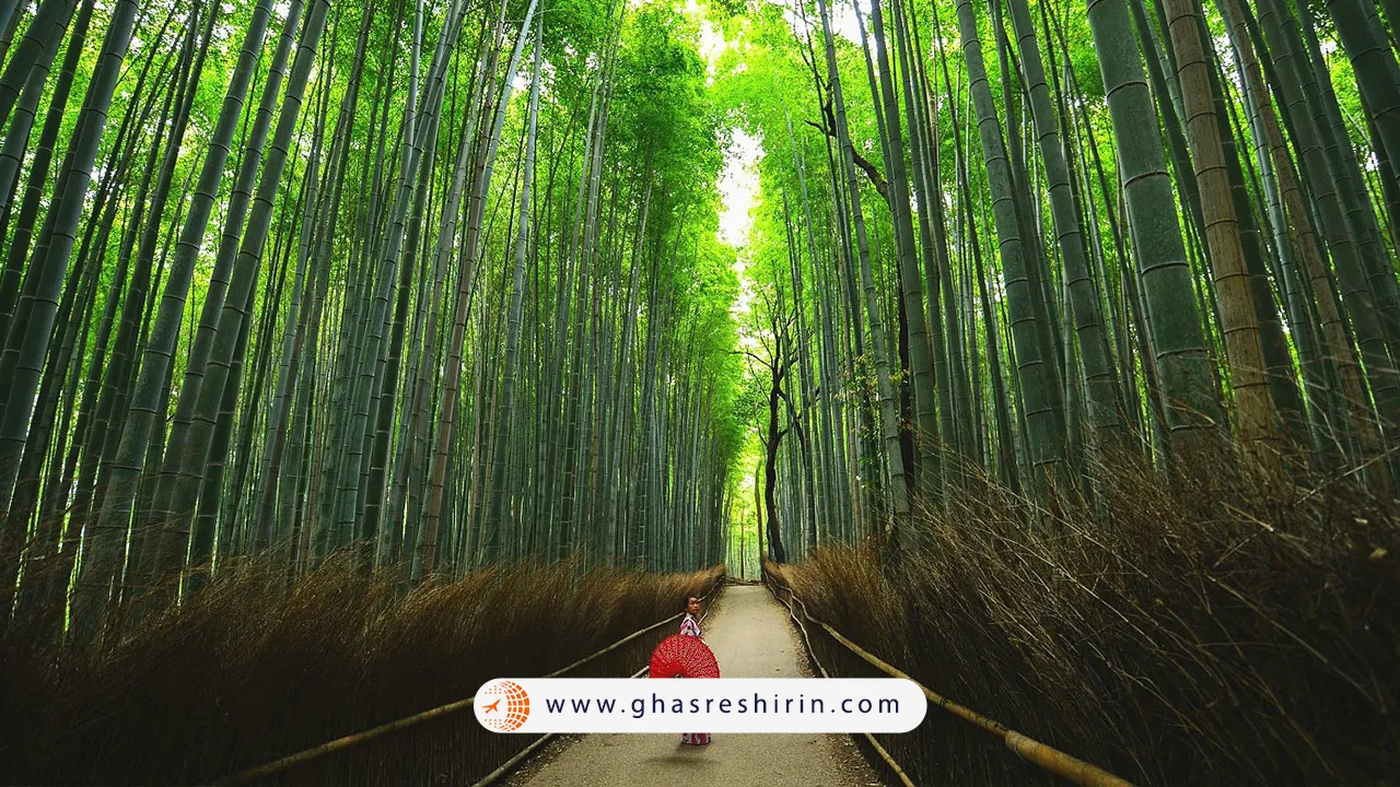جنگل بامبو آراشیاما
