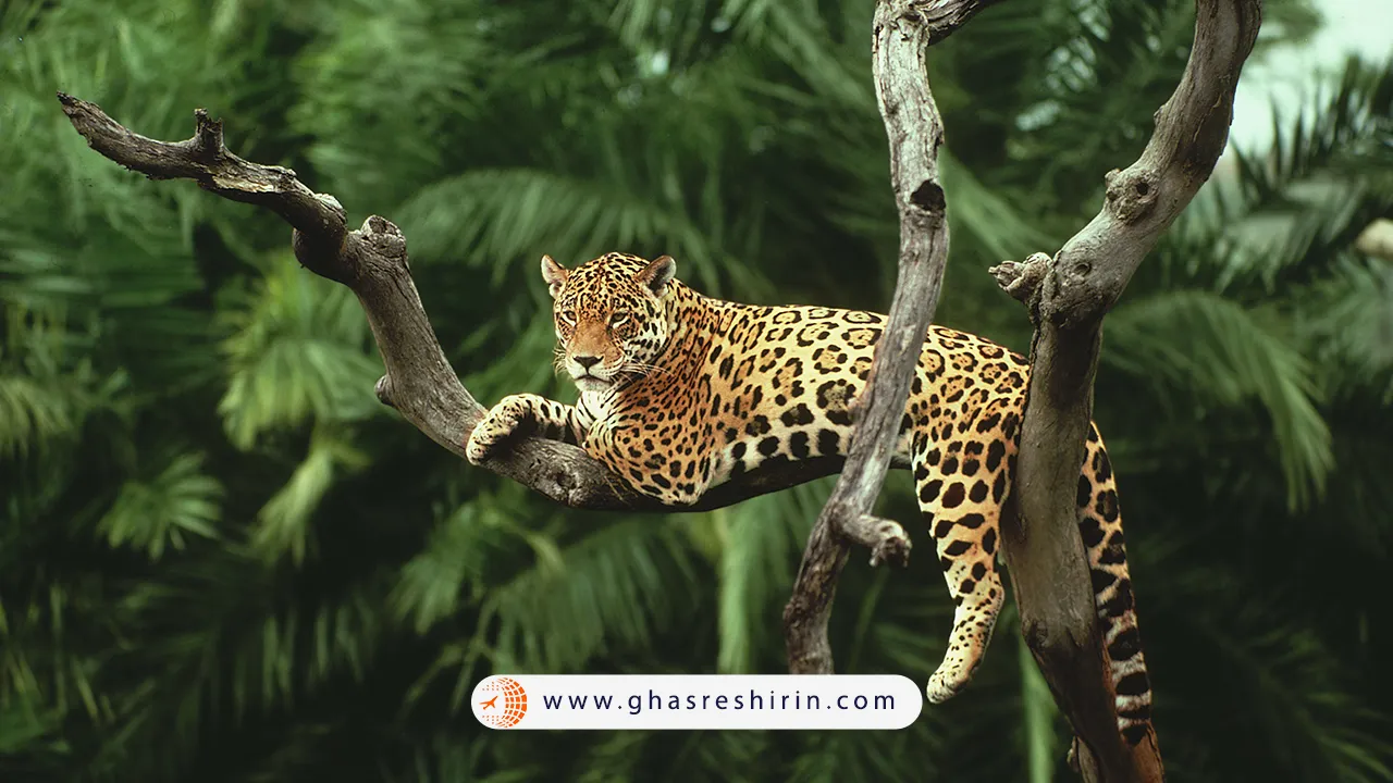 حیوانات جنگل آمازون