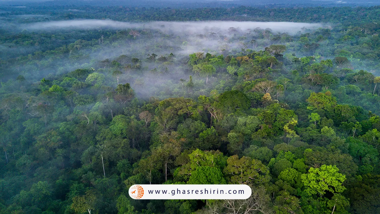 درختان جنگل آمازون