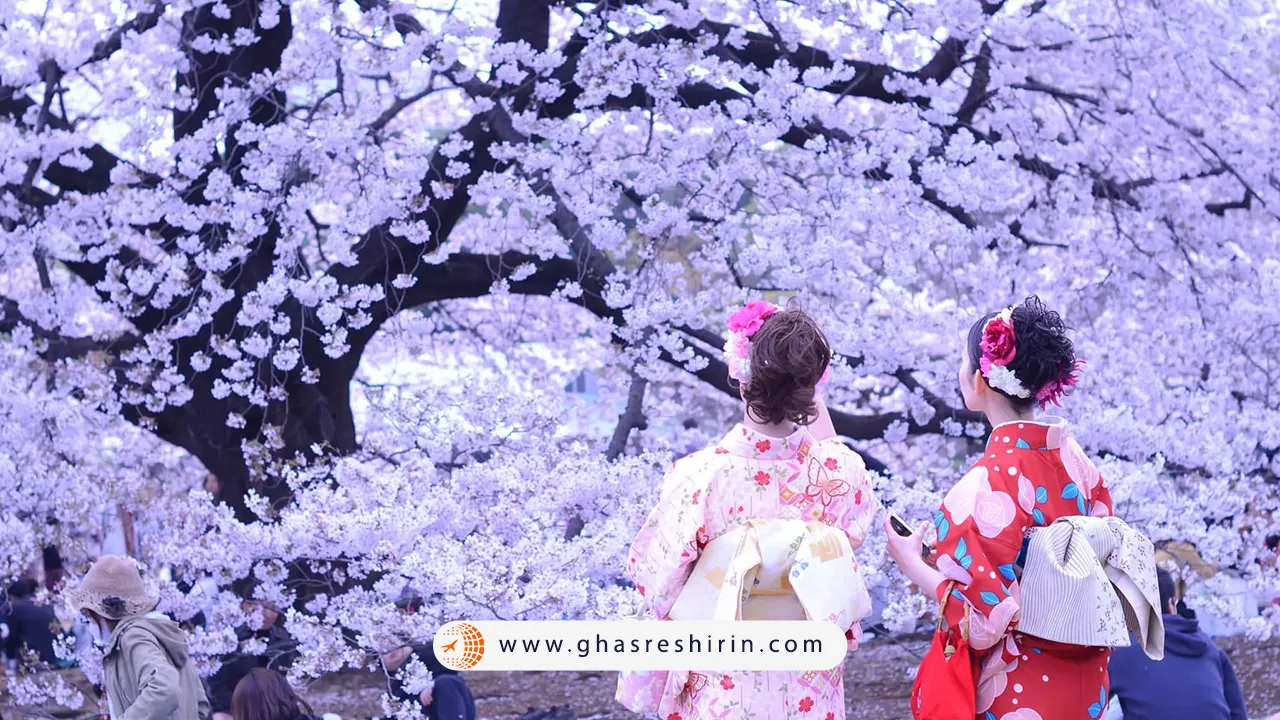 فستیوال هانامی ژاپن