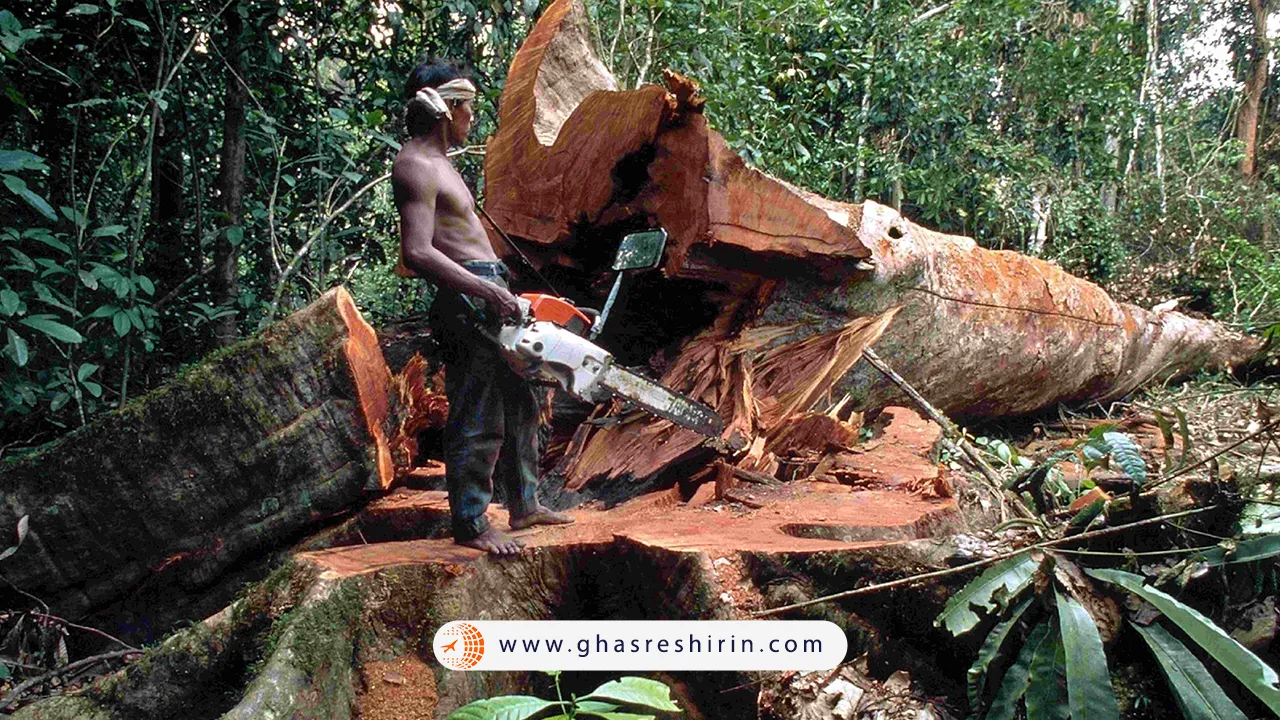 نابودی جنگل های آمازون