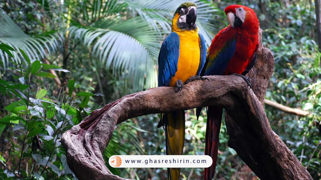 پرندگان جنگل آمازون