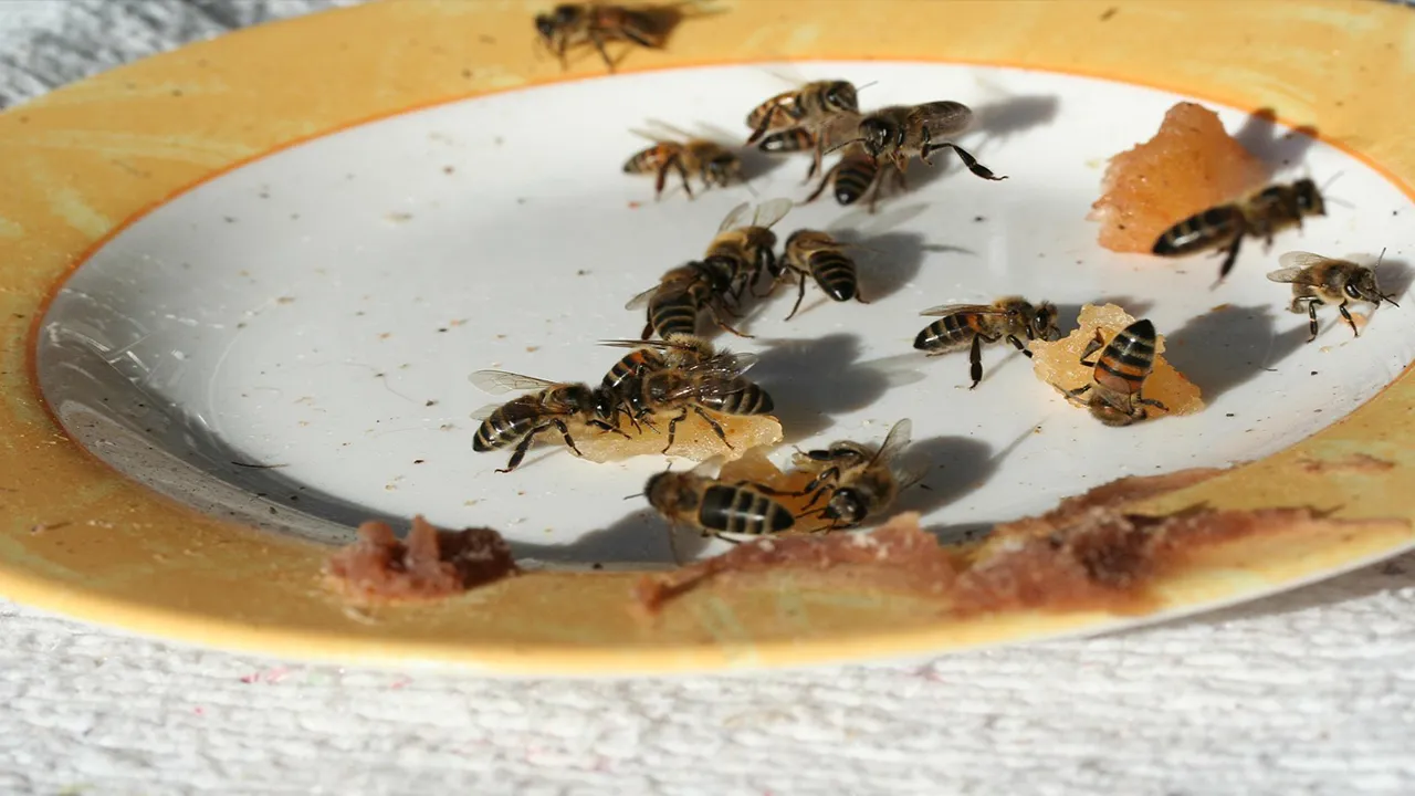 ترفند دفع حشرات