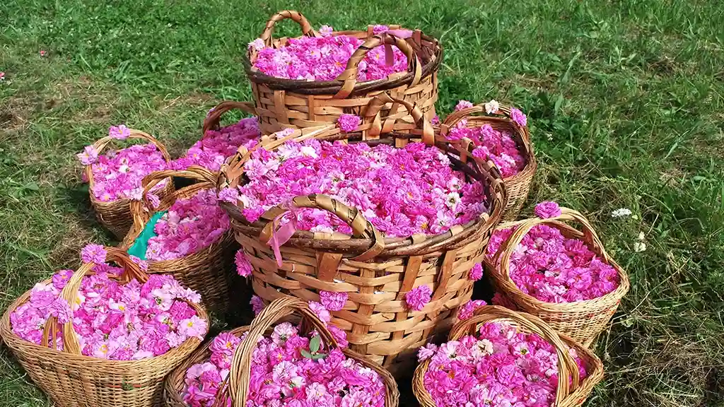 گلاب گیری بروجرد