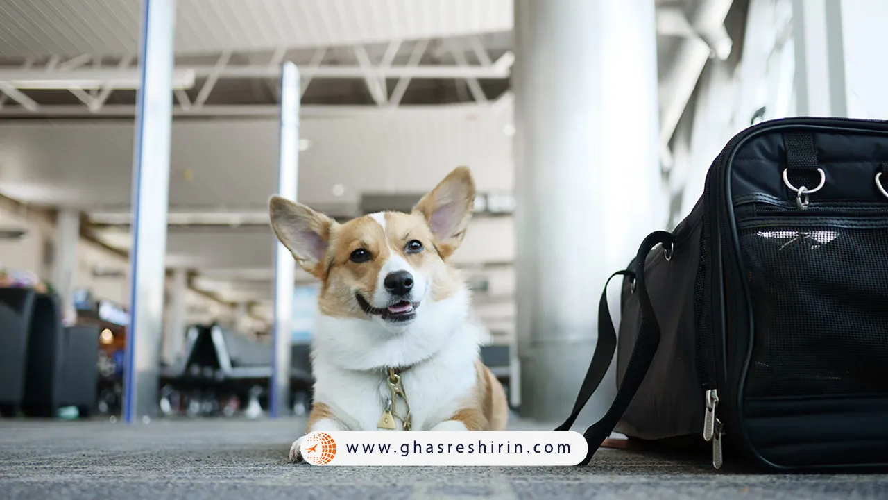 سامانه حمل و نقل حیوانات خانگی