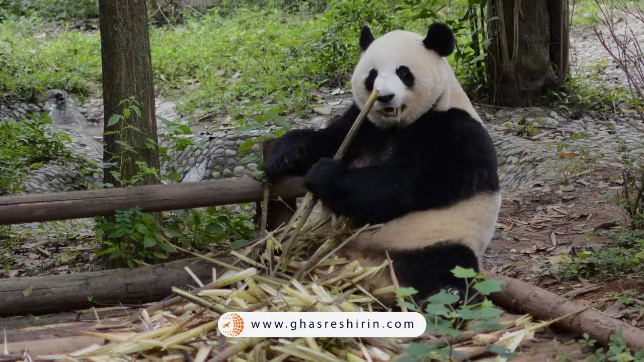 مرکز تحقیقاتی پاندا