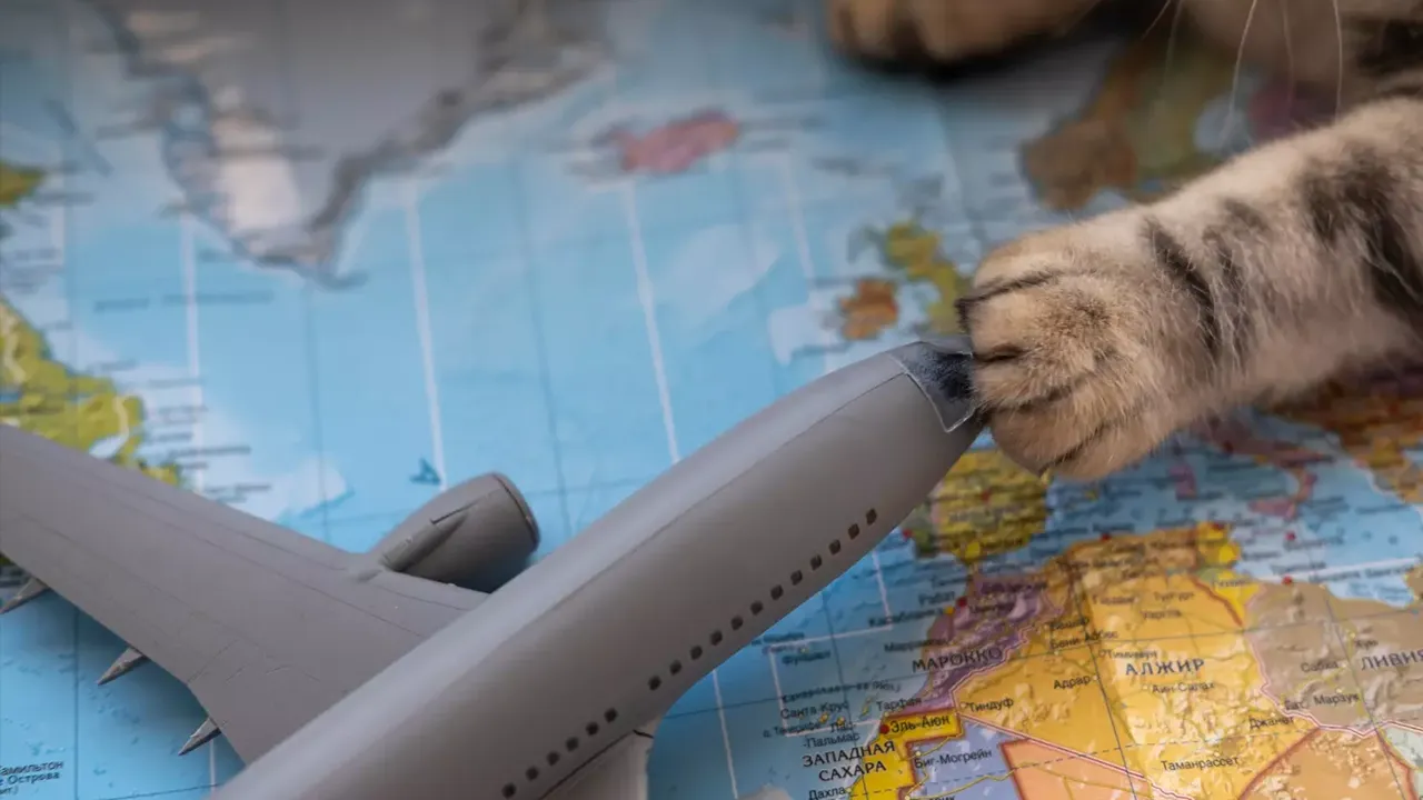 حمل حیوان با هواپیمایی ماهان