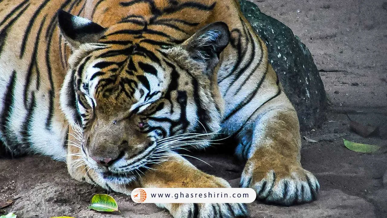 باغ وحش آفاموسا کوالالامپور