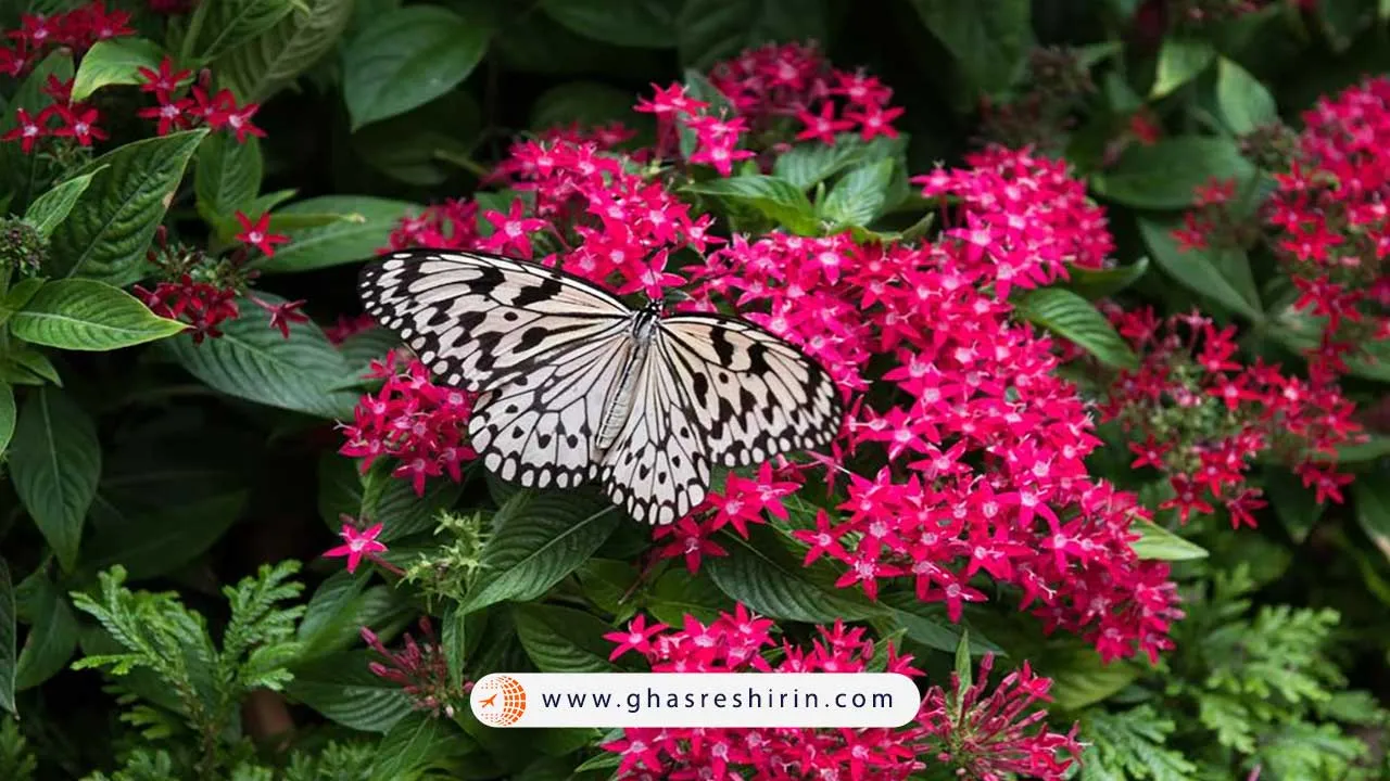 باغ پروانه‌ های فرودگاه چانگی