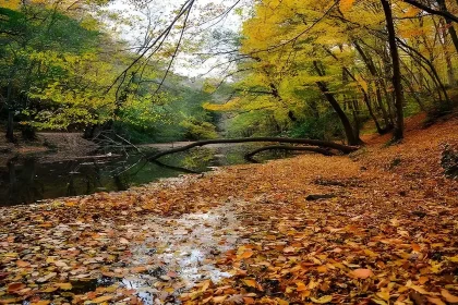 جنگل بلگراد استانبول