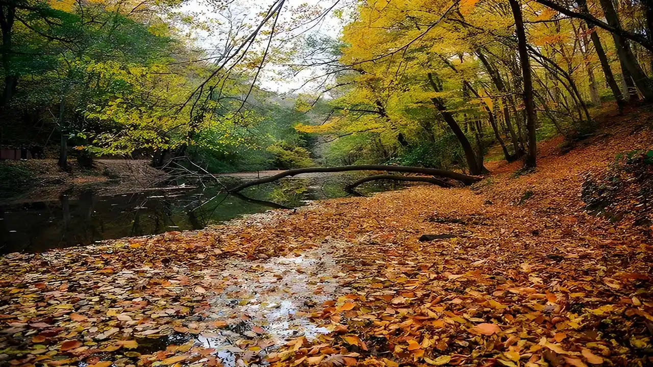 جنگل بلگراد استانبول