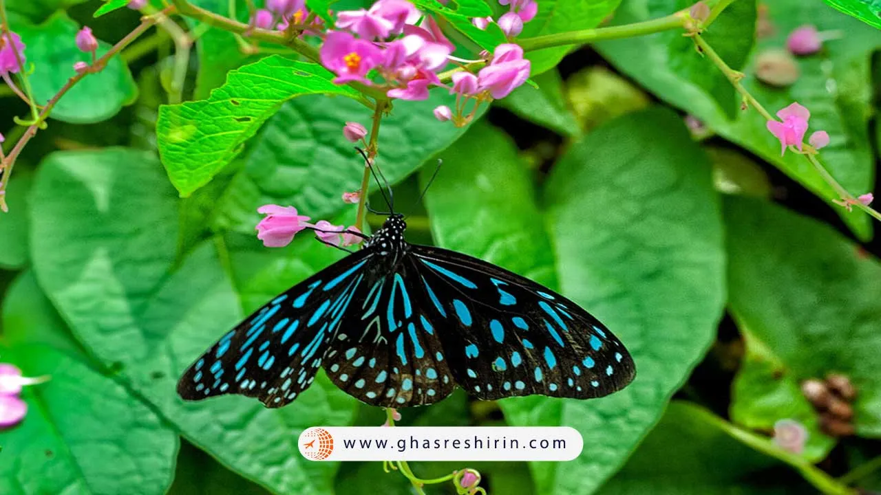 پارک پروانه کوالالامپور (Kuala Lumpur Butterfly Park)