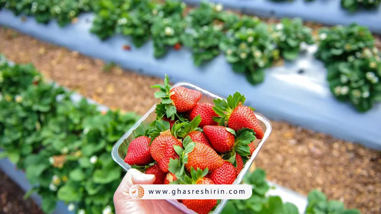 مزرعه تفریحی توت فرنگی و حیوانات