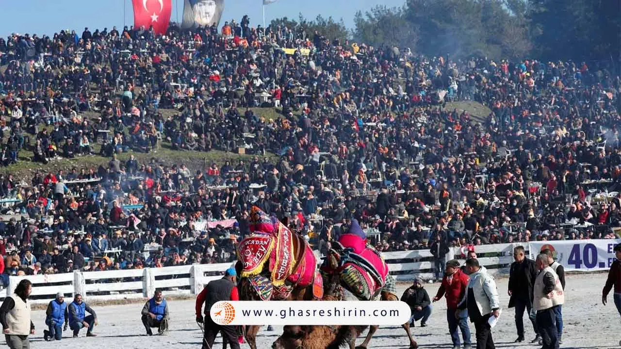 جشنواره کشتی شتر 1