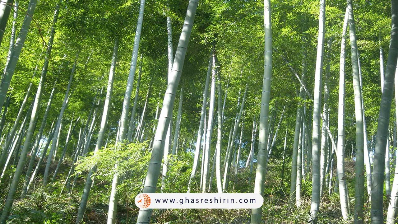 جنگل بامبوی آنجی (Anji Bamboo Forest)
