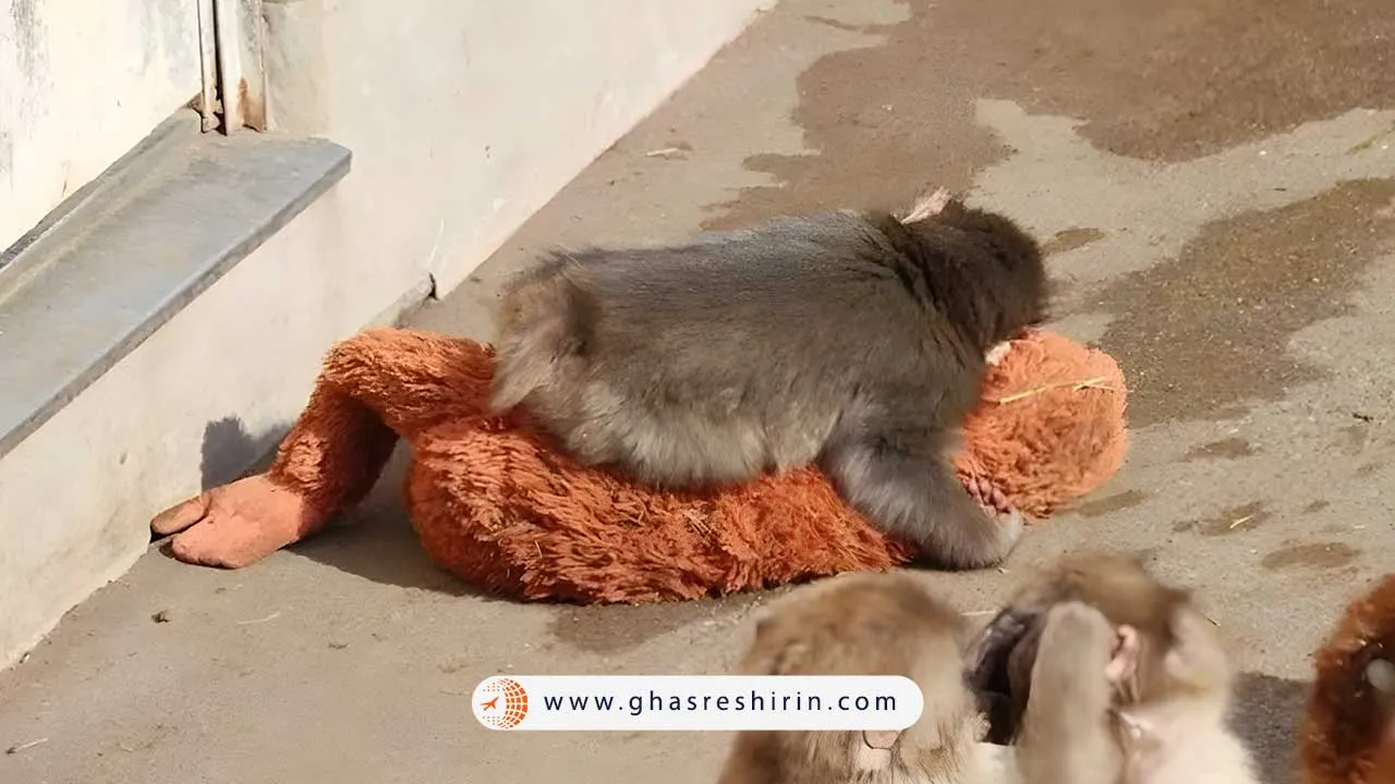 عکس بچه میمون معروف