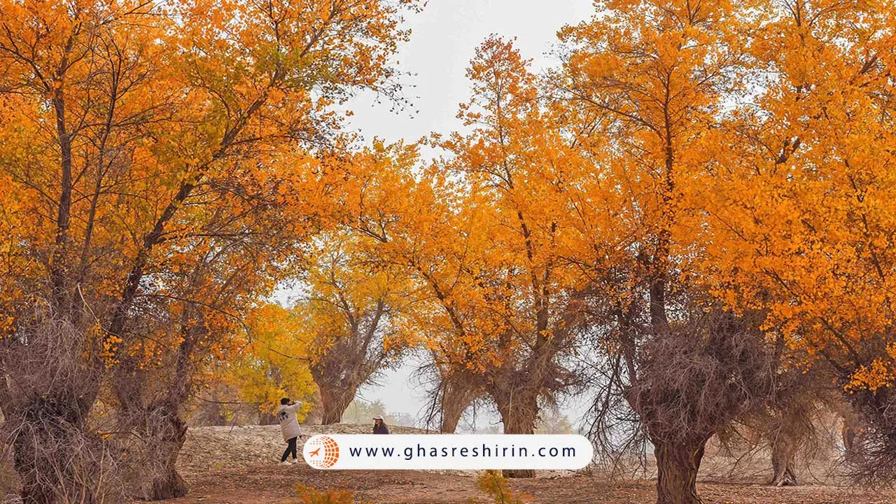 جنگل سپیدار هوآیانگ در ژینجیانگ (Huayang Poplar Forest in Xinjiang) یکی از زیباترین جنگل های چین