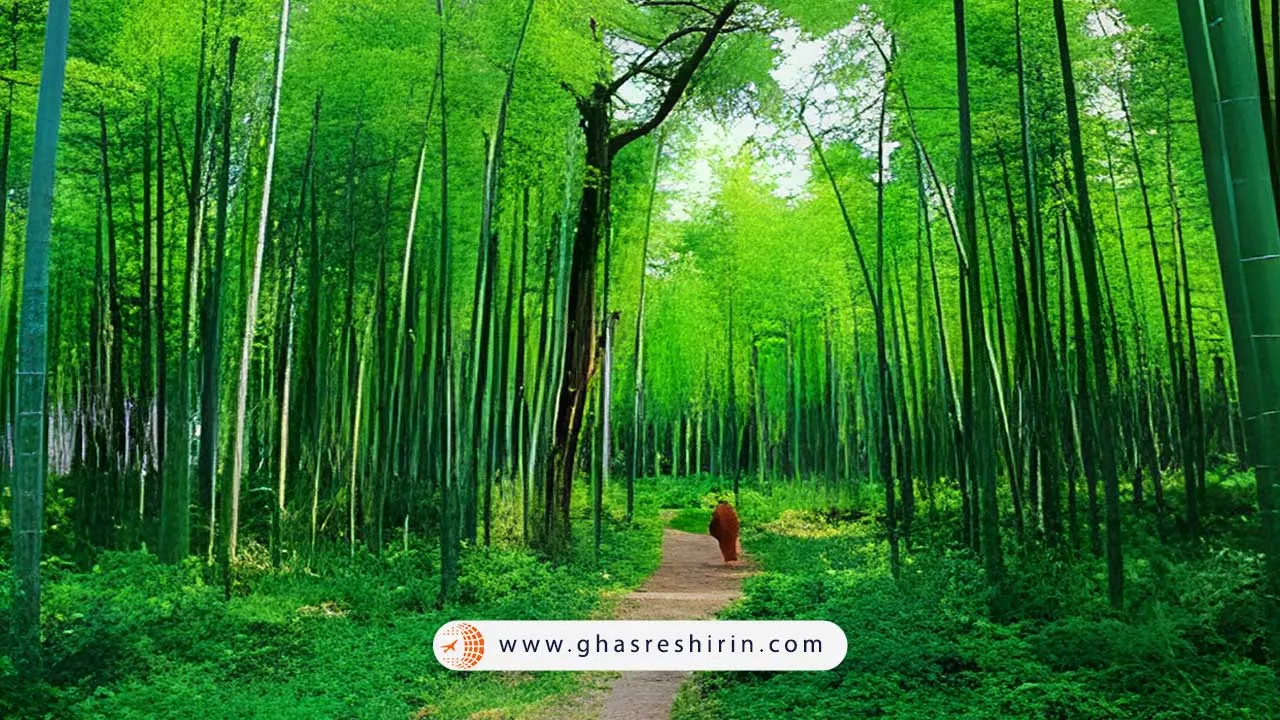 جنگل بامبوی شونان (Shunan Bamboo Forest)