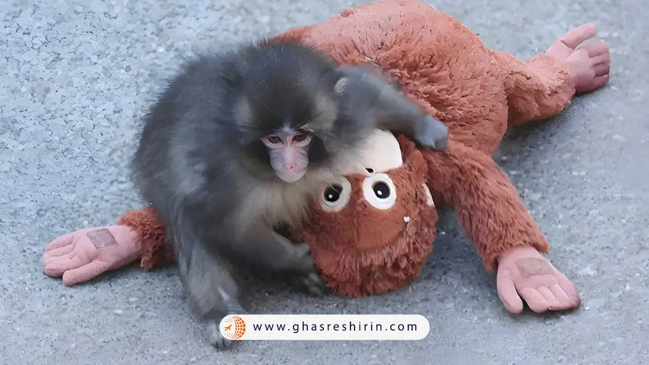 بچه میمون معروف ژاپن