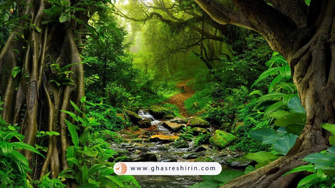 جنگل بارانی شیشوان بانا (Xishuangbanna Rainforest)