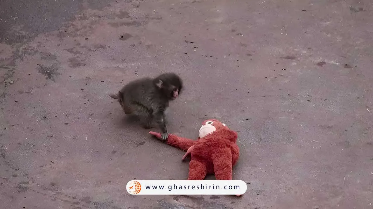 بچه میمون پانچ