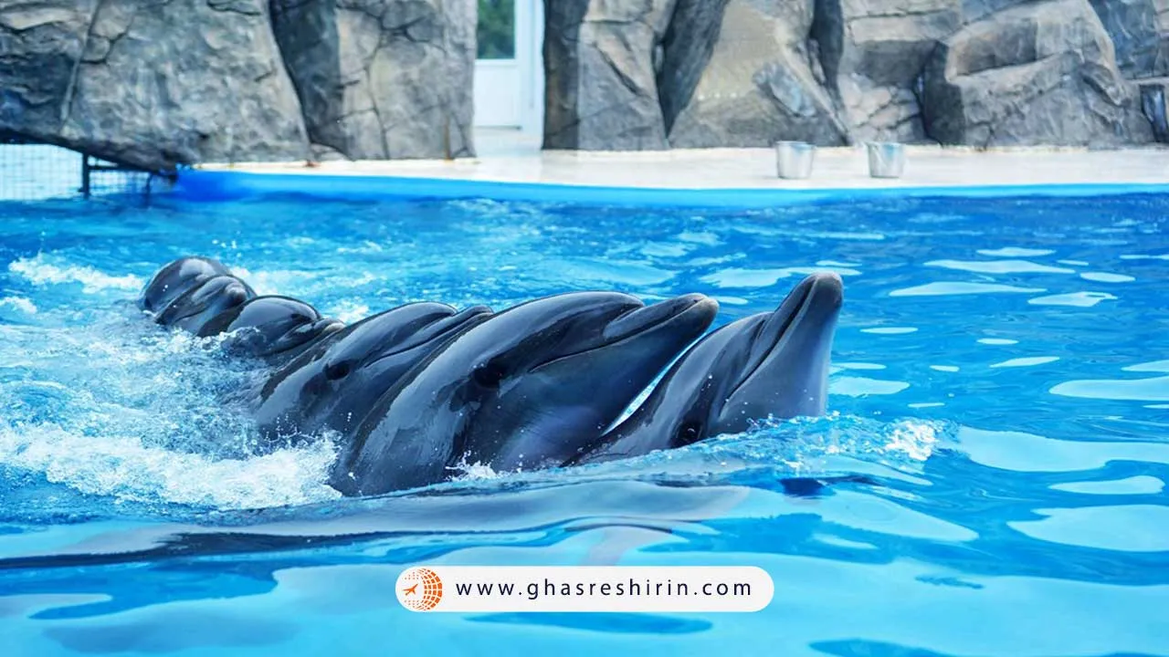 دلفیناریوم باتومی گرجستان (Batumi Dolphinarium, Georgia)