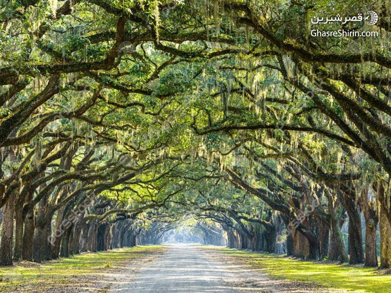 منطقه تاریخی ساوانا در جاذبه های دیدنی گرجستان