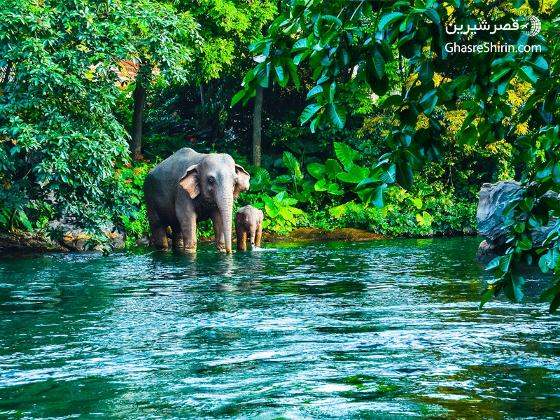 فیل های وحشی در پارک ملی  Khao Yai