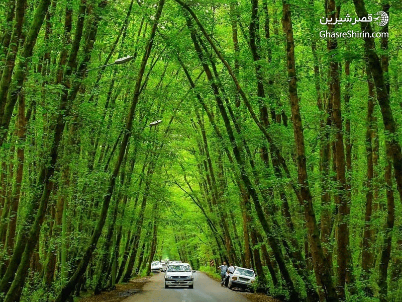 جنگل گیسوم بعنوان جاذبه گردشگری گیلان