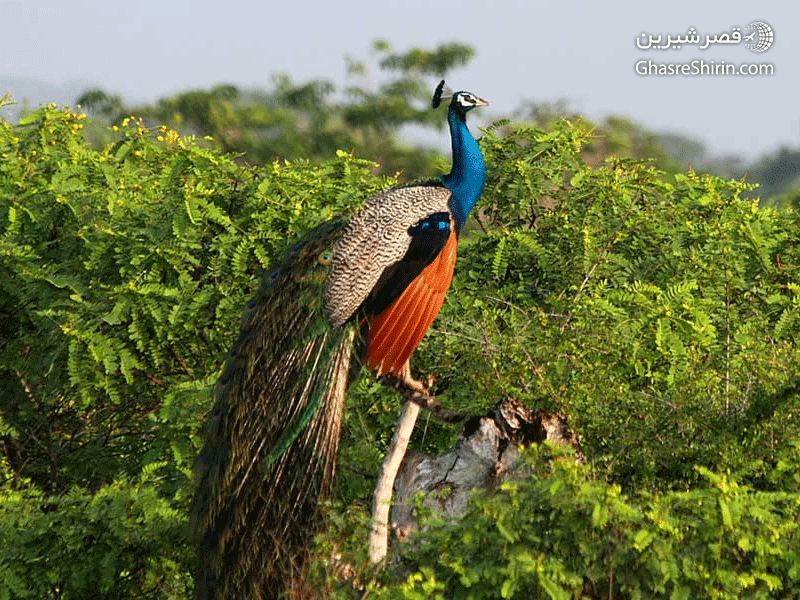 پارک ملی یالا با تور سریلانکا